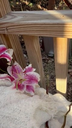 Goldendoodle dogs for sale: Caramel  - Video 2