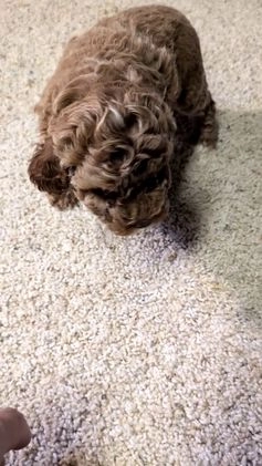 Miniature Poodle dogs for sale: Harper - Video 1