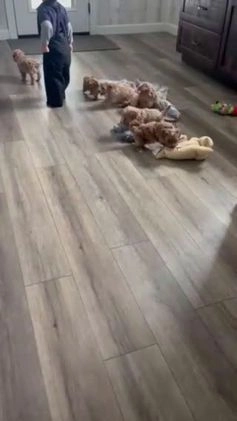 Maltipoo dogs for sale: Snowball - Video 1