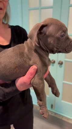 American Bully dogs for sale: American Bully Puppy 6 - Video 2