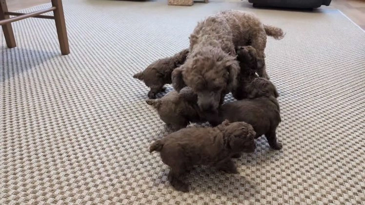 Miniature Poodle dogs for sale: Mason - Video 4