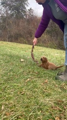 Labradoodle dogs for sale: Buddy - Video 1