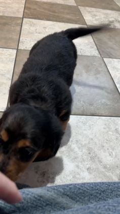 Miniature Dachshund dogs for sale: Hudson - Video 1