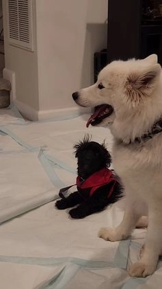 Samoyed dogs for sale: Samoyed Male 1 - Video 2