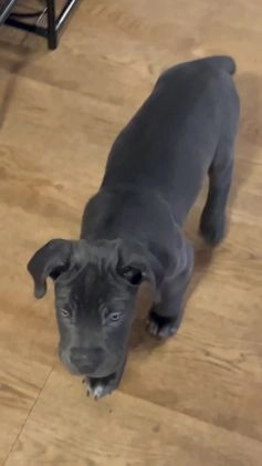 Cane Corso dogs for sale: Diesel - Video 1