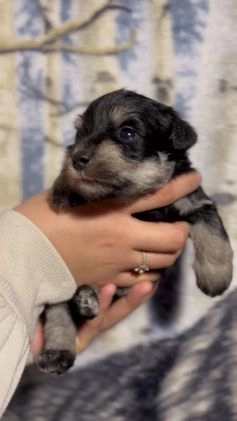 Miniature Schnauzer dogs for sale: Miniature Schnauzer Puppy 3 - Video 4