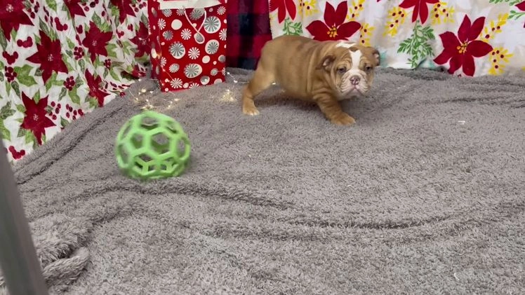 English Bulldog dogs for sale: Nevin - Video 1