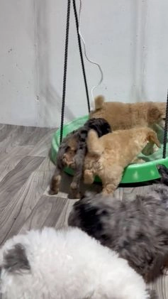 Standard Poodle dogs for sale: Standard Poodle Puppy 1 Richard  - Video 1