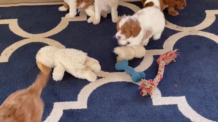 Cavapoo dogs for sale: Mr. Luigi - Video 1