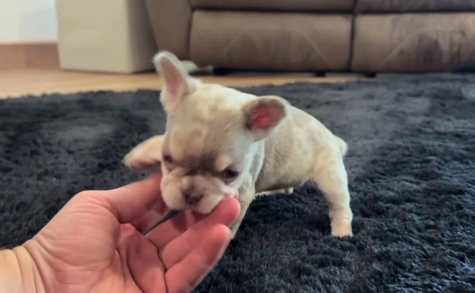 French Bulldog dogs for sale: Bliss - Video 1