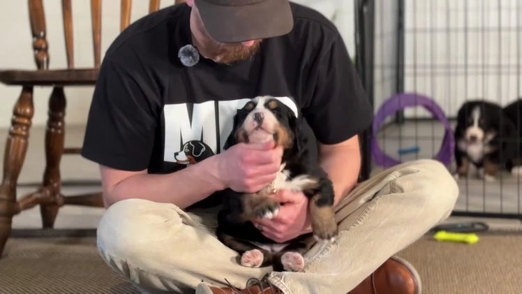 Bernese Mountain Dog dogs for sale: Dani - Video 1