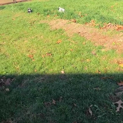 Newfypoo dogs for sale: Hailey f one b - Video 1