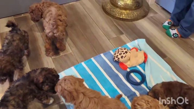 Mini Aussiedoodle dogs for sale: Hazel - Video 2