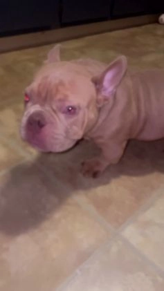 American Bully dogs for sale: American Bully Puppy 1 - Video 3