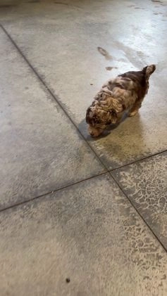 Mini Aussiedoodle dogs for sale: Indy - Video 1