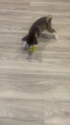 Alaskan Klee Kai dogs for sale: Alyssa - Video 1