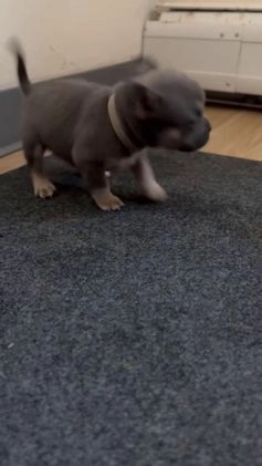 Mixed Breed dogs for sale: Bruno - Video 2