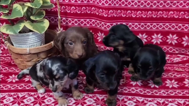 Miniature Dachshund dogs for sale: Anna  - Video 1