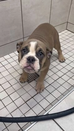 English Bulldog dogs for sale: Georgia - Video 1