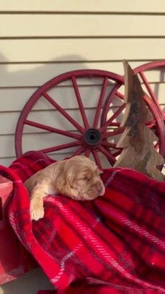 Cocker Spaniel dogs for sale: Arthur - Video 1