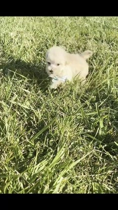 Maltipoo dogs for sale: Butters - Video 1