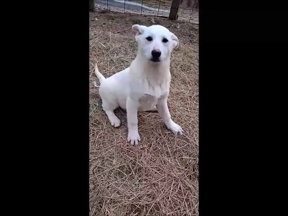 German Shepherd dogs for sale: Blizzard - Video 1