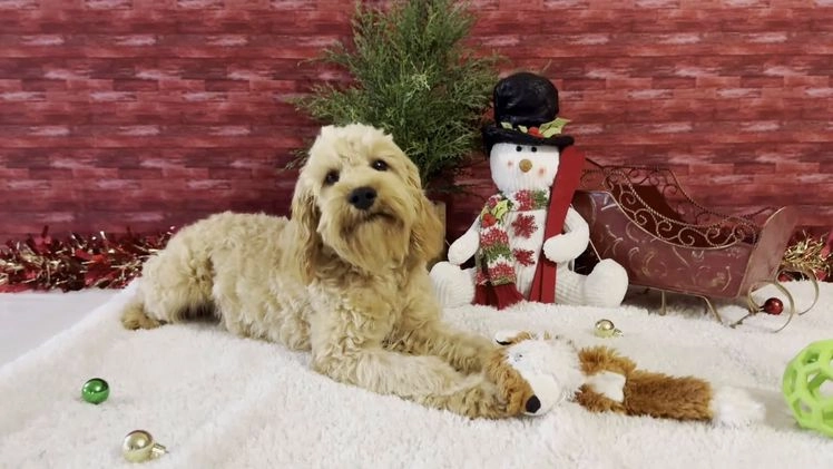 Cavapoo dogs for sale: Ezra - Video 1