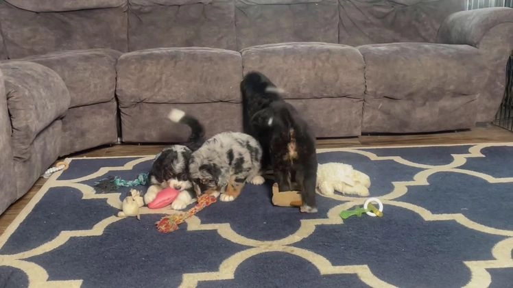 Bernedoodle dogs for sale: Mr. Teo - Video 1