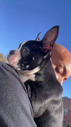Boston Terrier dogs for sale: TY - Video 1