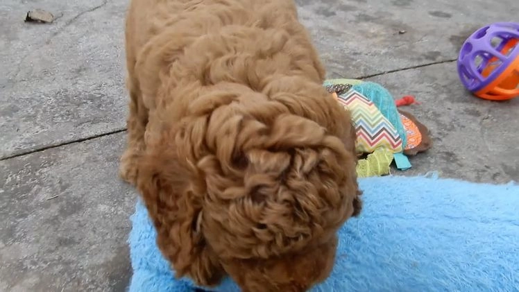 Mini Goldendoodle dogs for sale: Blake - Video 1