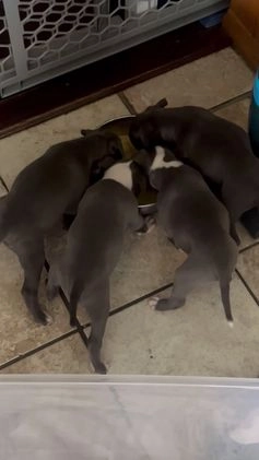 American Bully dogs for sale: American Bully Puppy 3 ( Ash) - Video 5