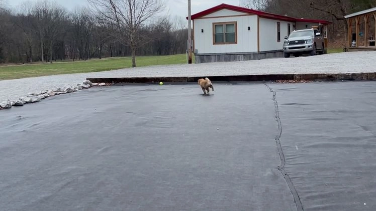 Shiba Inu dogs for sale: RYDER - Video 1