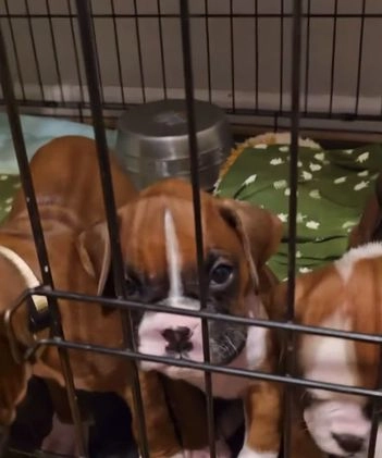 Boxer dogs for sale: Nova - Video 1