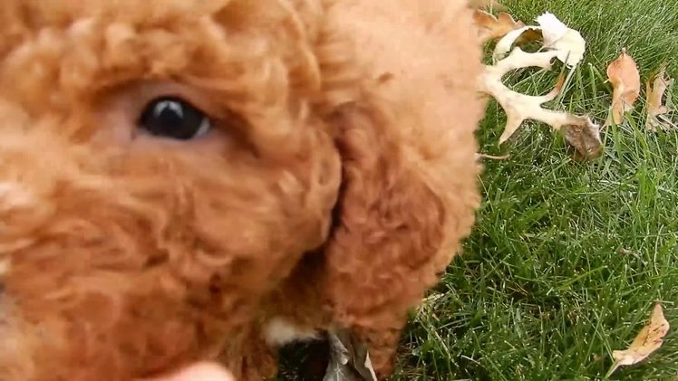 Mini Goldendoodle dogs for sale: Milo - Video 1