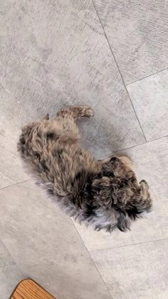 Mini Bernedoodle dogs for sale: Vanessa  - Video 1