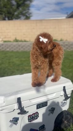 Cavapoo dogs for sale: Cavapoo Puppy 4 - Video 1