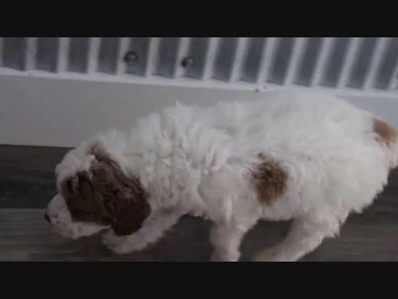 Mini Goldendoodle dogs for sale: Charlie - Video 1