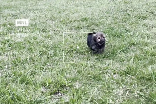 Yorkiepoo dogs for sale: Wolfie - Video 1