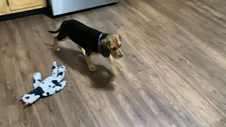 Beaglier dogs for sale: Velda - Video 1