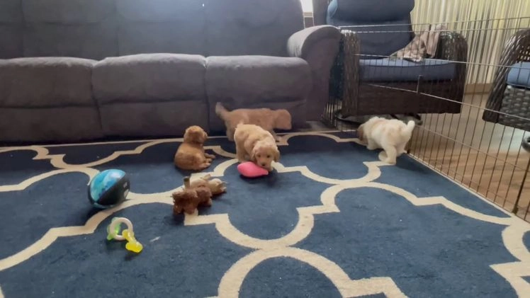 Mini Goldendoodle dogs for sale: Ms. Rosi - Video 1