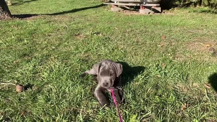 Cane Corso dogs for sale: Daffodil  - Video 1