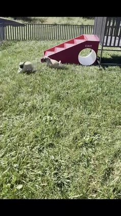 Pug dogs for sale: Muffin - Video 1