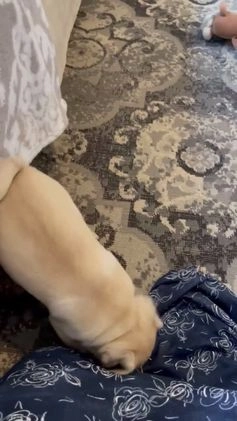 Pug dogs for sale: Casey - Video 1