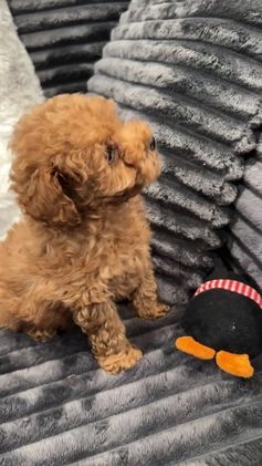 Toy Poodle dogs for sale: Katie - teacup/toy - Video 2