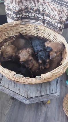 Yorkshire Terrier dogs for sale: Merry - Video 1