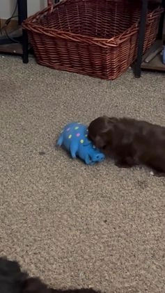 Mixed Breed dogs for sale: Mixed Breed Puppy 1 - Video 2