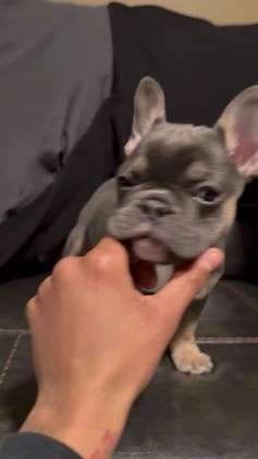 French Bulldog dogs for sale: French Bulldog Puppy 6 - Video 1