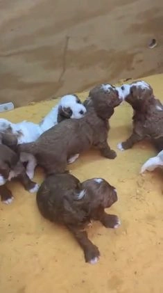 Cavapoo dogs for sale: Ember - F1B Cavapoo Female - Video 1
