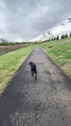 Mixed Breed dogs for sale: Mixed Breed Puppy 1 - Video 2