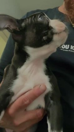 Boston Terrier dogs for sale: TY - Video 3